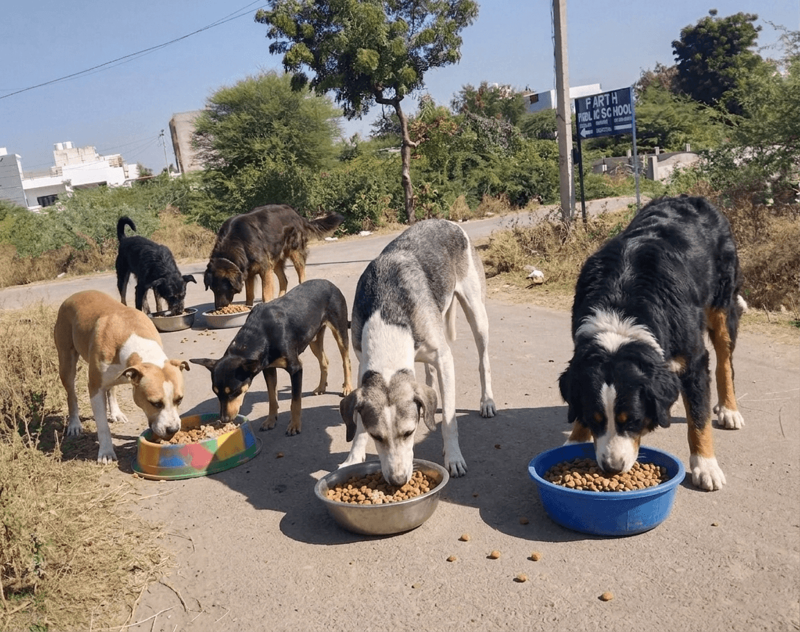 Feeding Street Dogs