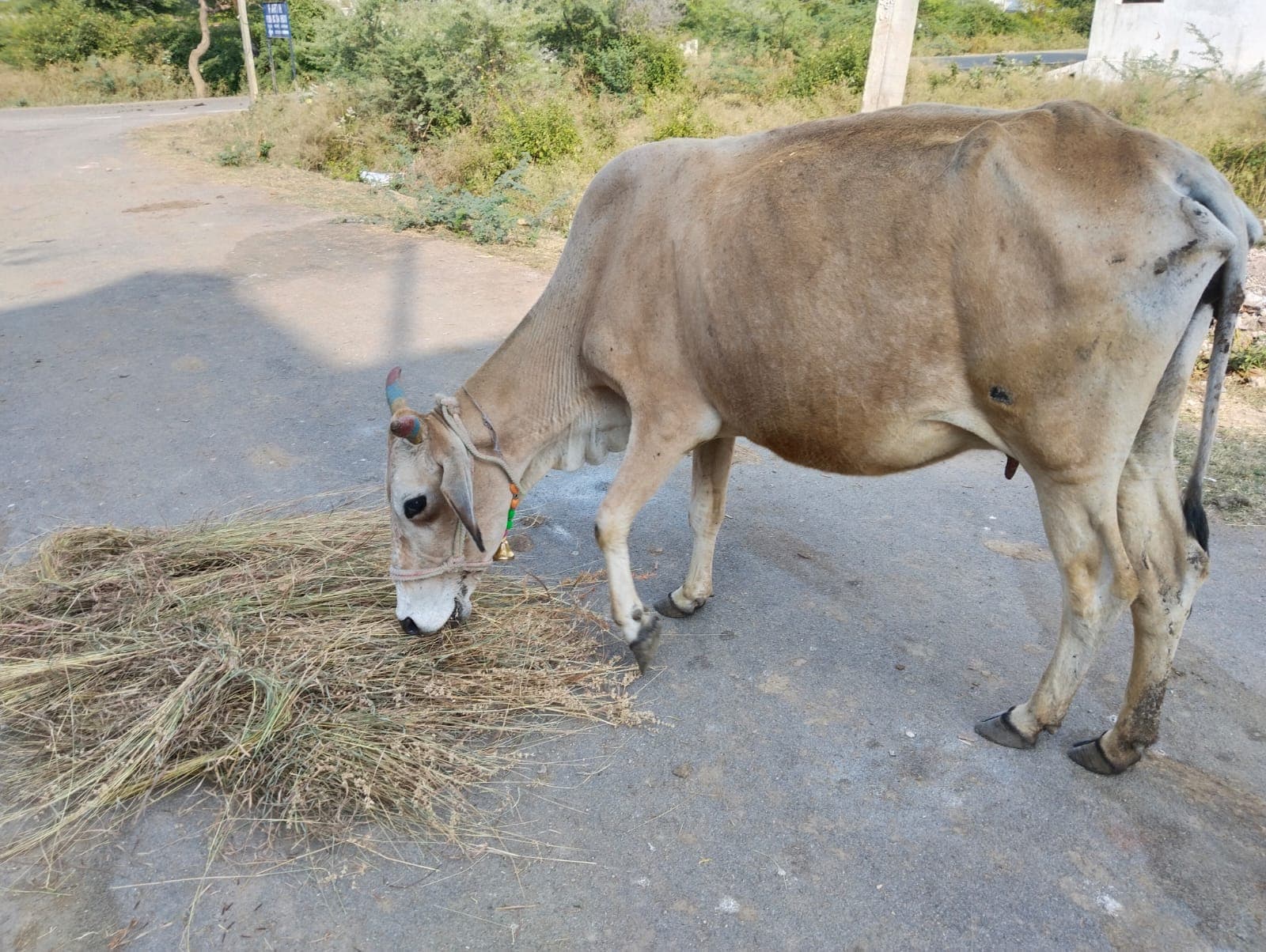 Cow Welfare & Care